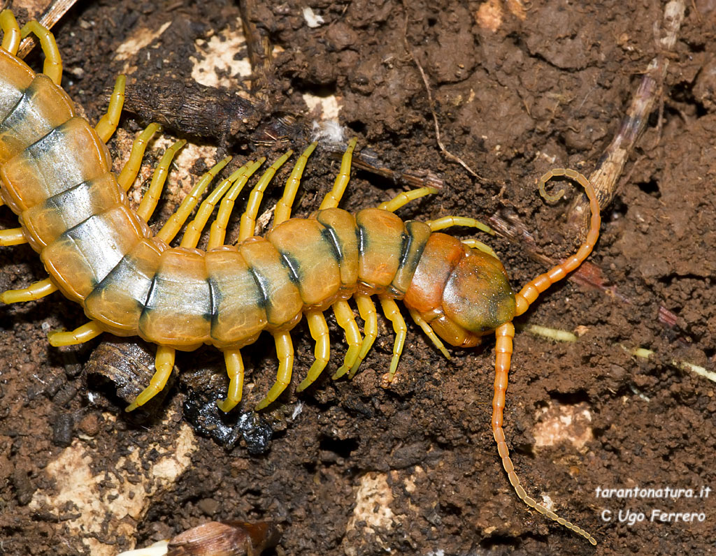 Di quale scolopendra si tratta ?